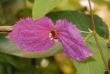 Dalechampia dioscoreifolia